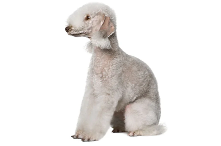 <p>Terrier Group</p>