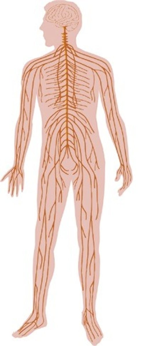 <p>Hormoonstelsel: Aanmaken en transporteren van hormonen.</p><p>Zenuwstelsel: - Dendrieten -> soma -> axon -> synaps</p><p>Opvang -> verwerking -> voortgeleiding -> overdracht</p>
