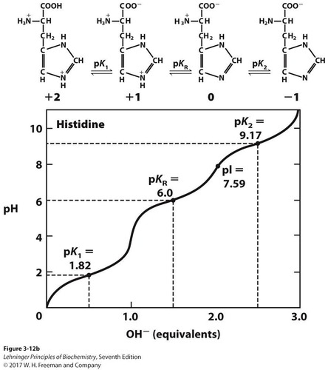 <p>Factors that affect the pKa values of amino acids, making the α-carboxy group more acidic and the α-amino group slightly less basic.</p>