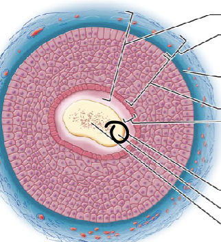 <p>one aspect of the hair shaft; several layers of flattened cells surrounding medulla</p>