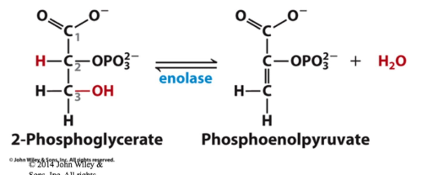 <p>Substrate → Product: 2-phosphoglycerate → Phosphoenolpyruvate (PEP)</p><p>Enzyme: Enolase</p><p>Energy intermediates: none</p><p>Other molecules: H₂O released</p><p>Notes: Dehydration reaction producing a high-energy phosphate compound.</p>