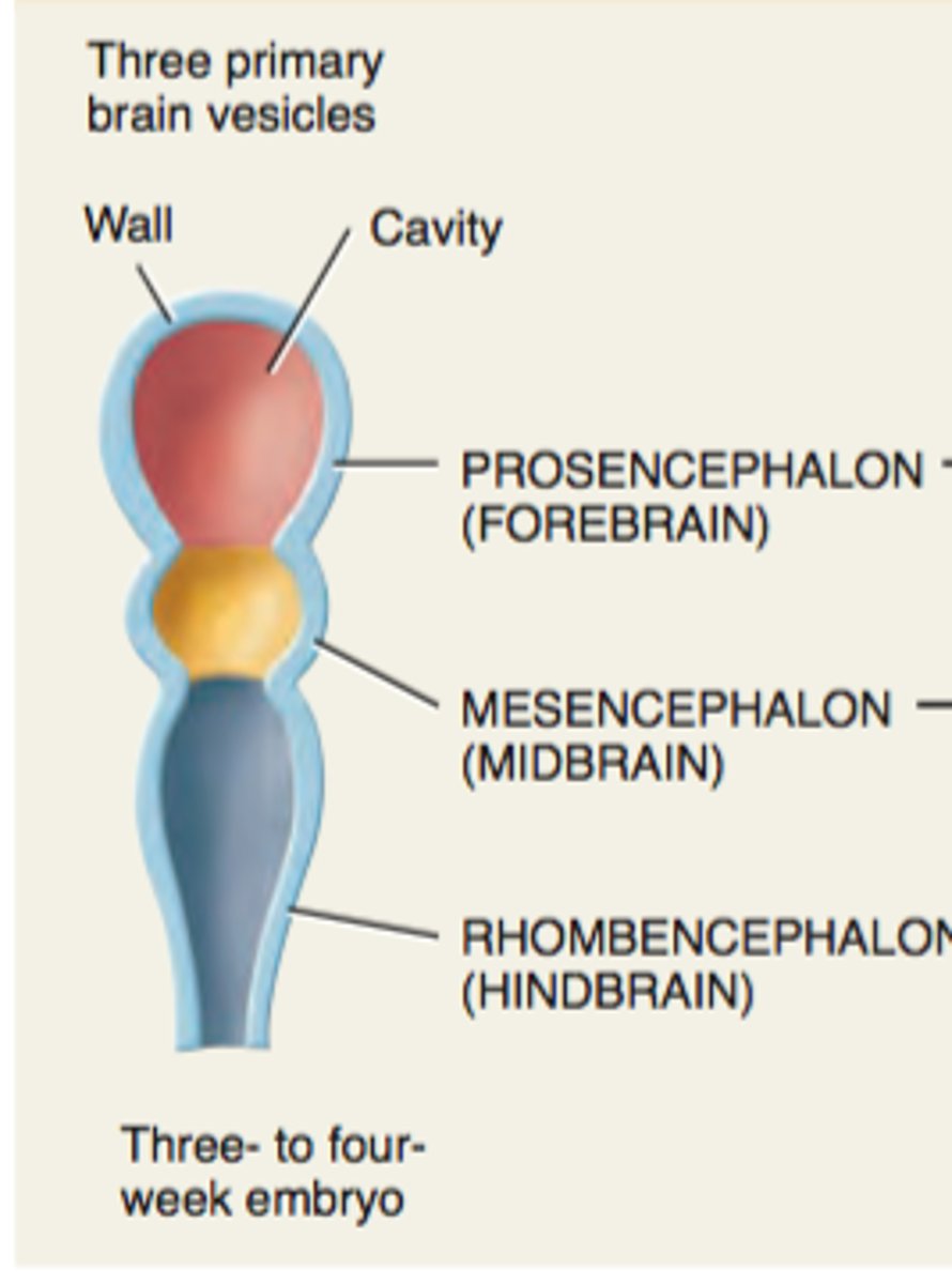 <p>an embryonic structure with subdivisions that correspond to the future forebrain, midbrain, and hindbrain</p>