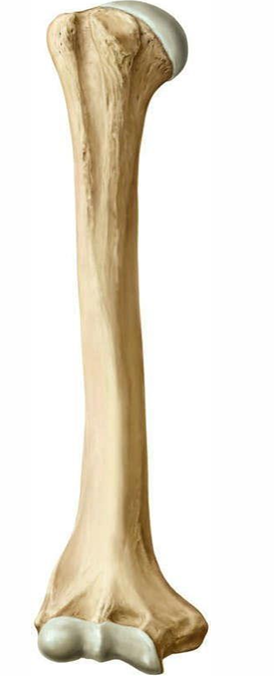<p>Long bones</p>