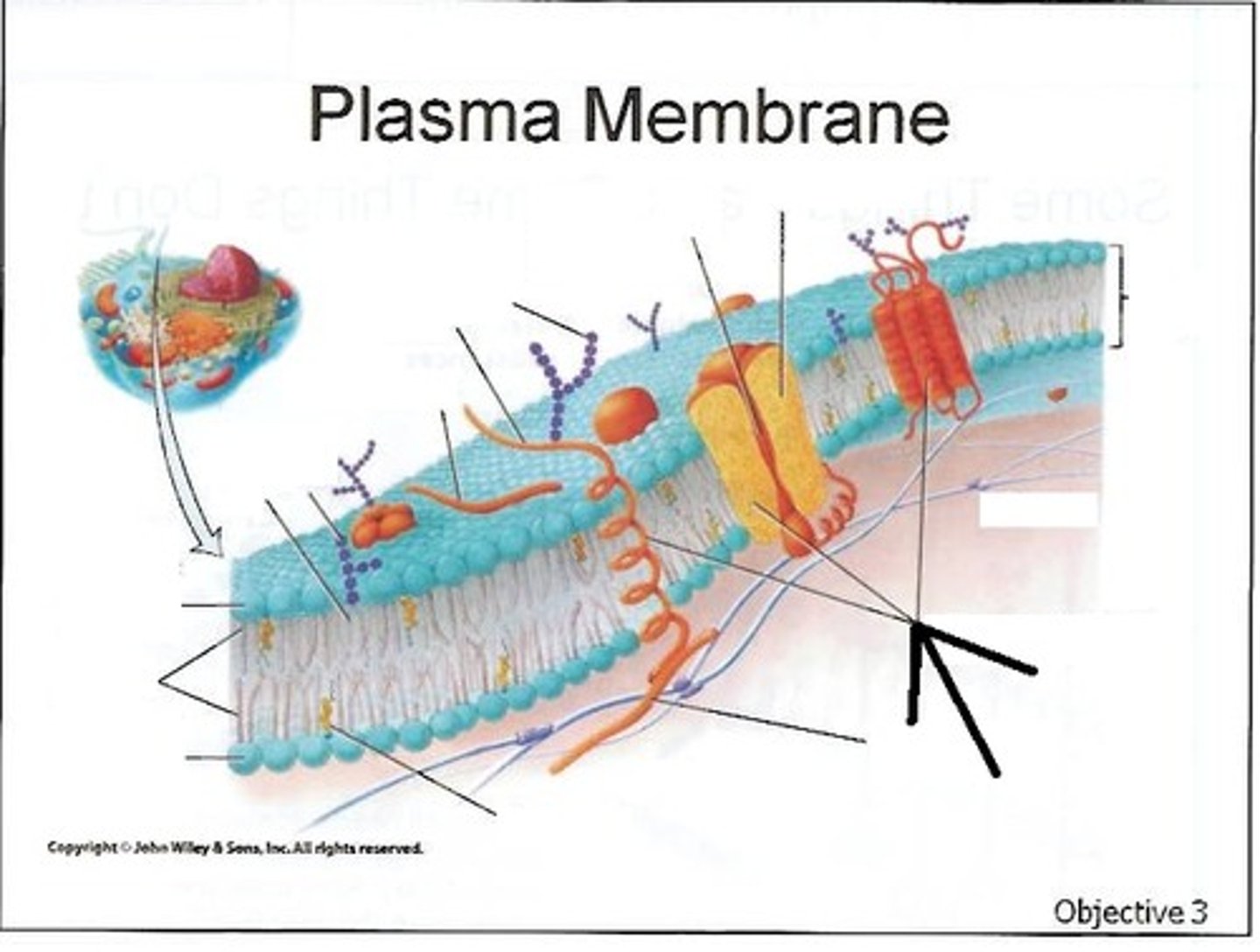 <p>Transmembrane proteins are integral proteins that do not extend all the way through the membrane.</p>