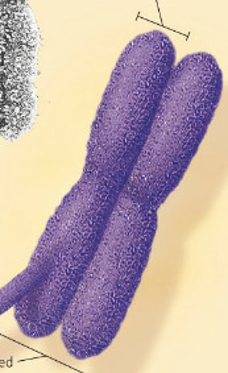 <p>metaphase chromosome</p>