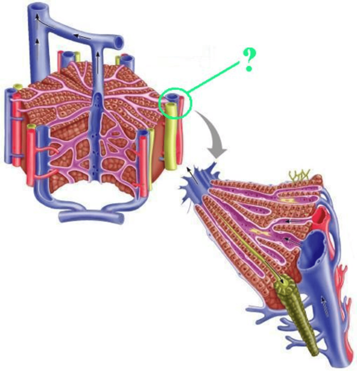 <p>Identify the indicated structure of a liver lobule.</p>