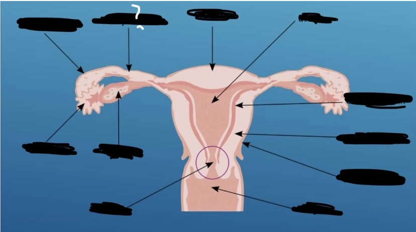 What is the arrow pointing to?