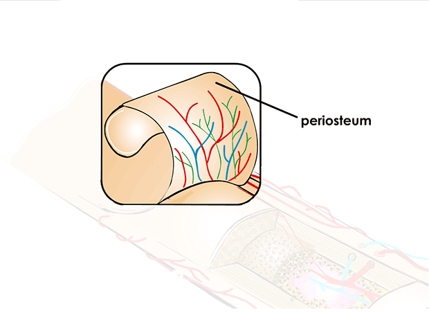 <p>periosteum</p>