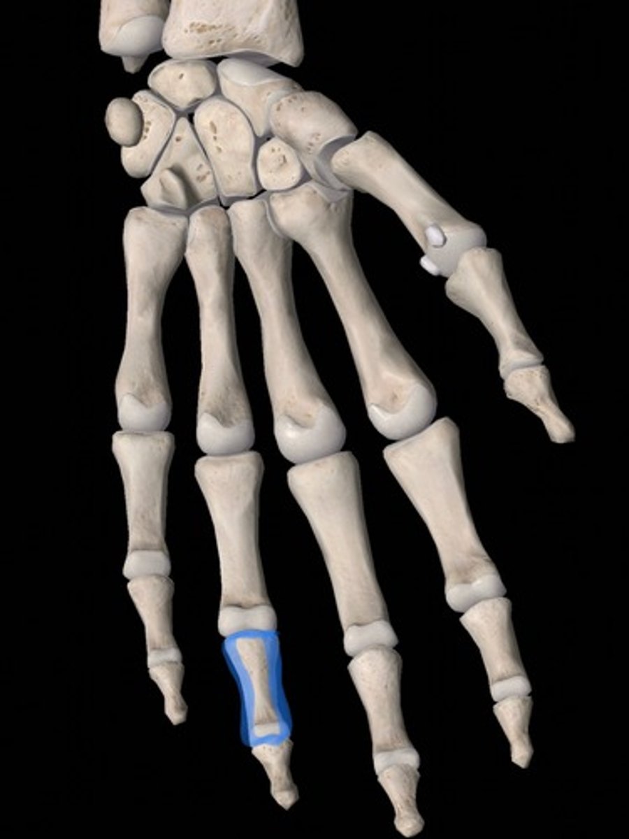 <p>bone</p>