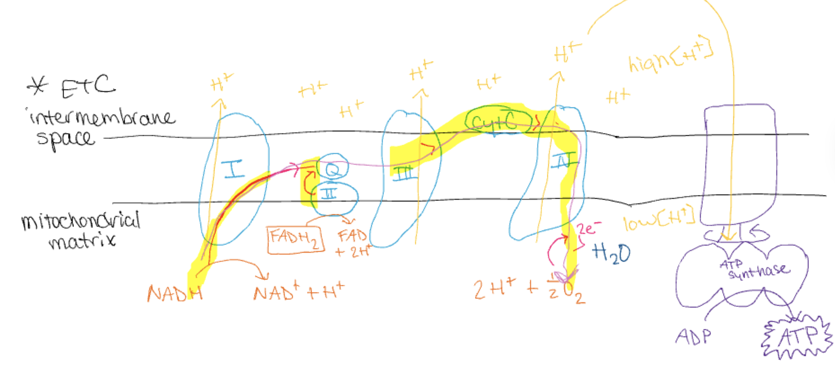 <p>location: inner mitochondria membrane</p><p>purpose: increase ATP production</p>