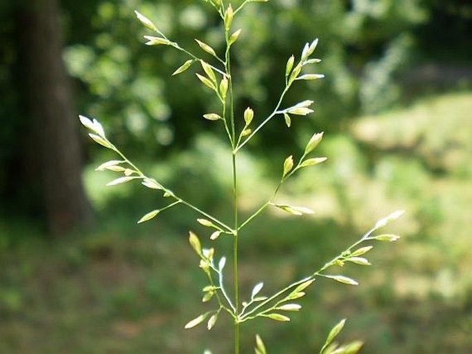 <p>Poa nemoralis - <strong>Poaceae</strong></p>