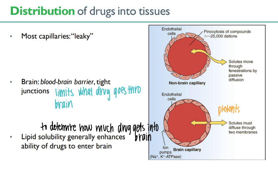 <p>most = leaky, brain = TIGHT junctions </p><p>lipid soluable! </p>