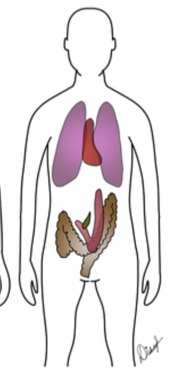 <p>Identify which body habitus this is</p>