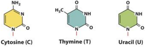 <ul><li><p>Cytosine (C)</p></li><li><p>Uracil (U)</p></li><li><p>Thymine (T)</p></li></ul><p>Hint: Py-CUT</p>
