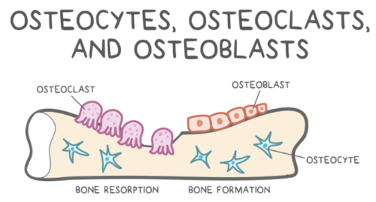 <p>the back and forth between resorption (osteoclasts) and ossification (osteoblasts)</p>