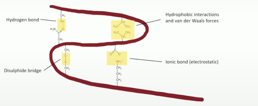 <p>the sheets further bond, the 3d globular structure </p><ul><li><p>involves hydrophobic interactions, salt bridges, hydrigen bonding, disulphide bridges </p></li></ul><p></p>