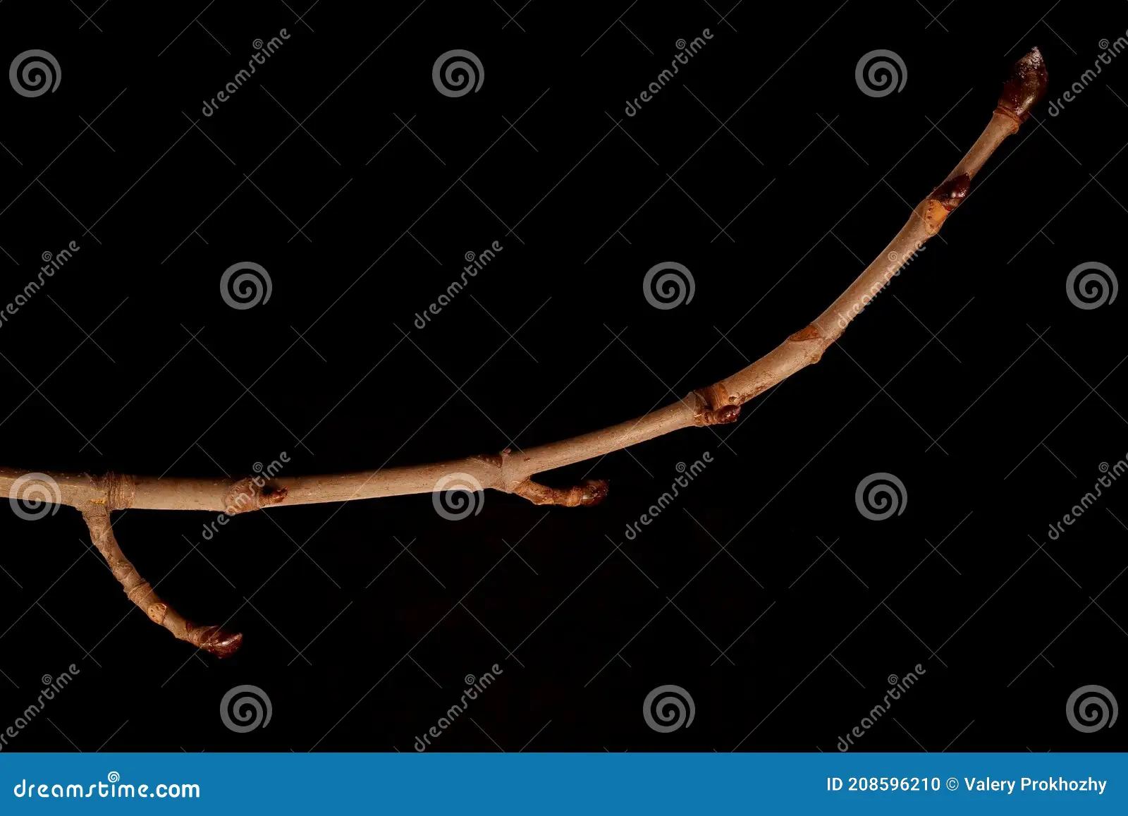 <p>Whose twig is this?</p>