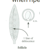 <p>Follicle</p>
