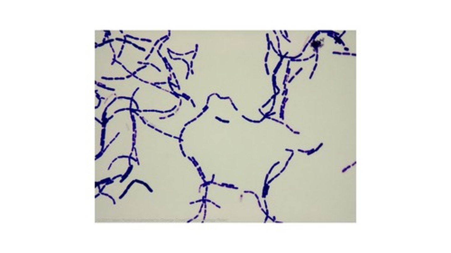 <p>gram positive</p>