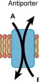 <p>Antiporter</p>