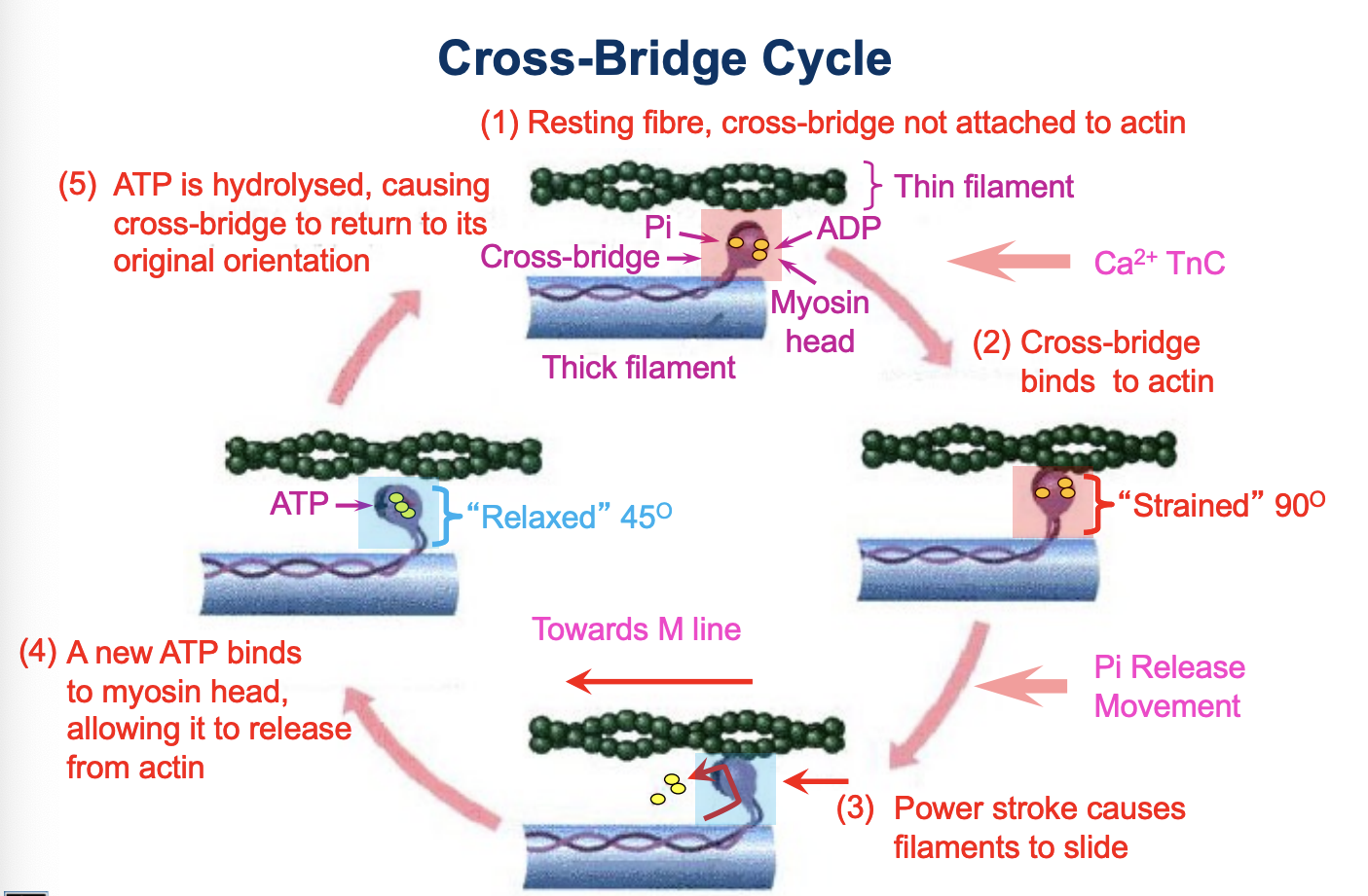 <ol><li><p>Resting fibre, cross-bridge not attached to actin</p></li><li><p>Cross-bridge binds to actin (Pi is released)</p></li><li><p>Power stroke causes filaments to slide</p></li><li><p>A new ATP binds to the myosin head allowing it to release from actin</p></li><li><p>ATP is hydrolysed, causing cross-bridge to return to its original orientation</p></li></ol><p></p>