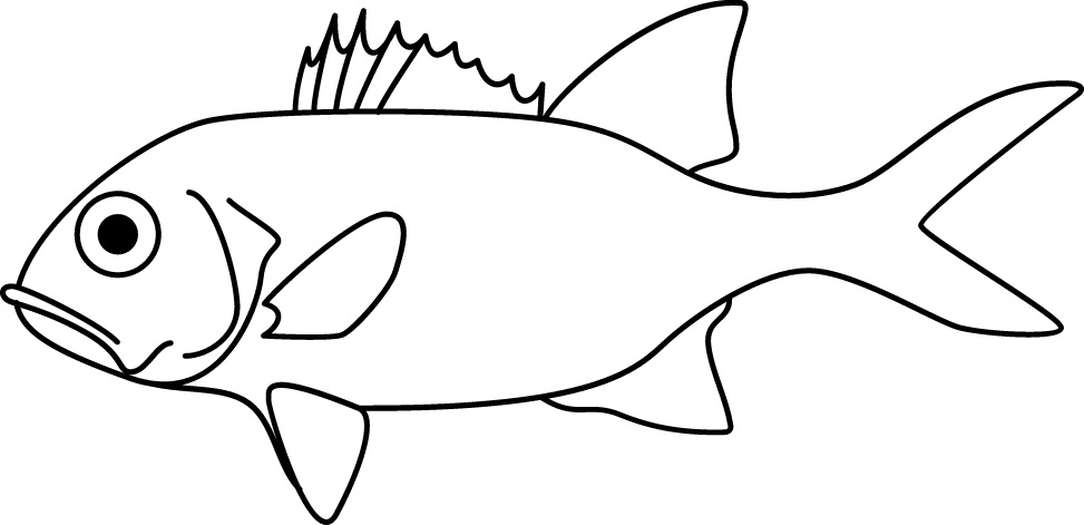 <p>Blunt snout<br>Upright second dorsal fin<br>Size: 20 cm</p>