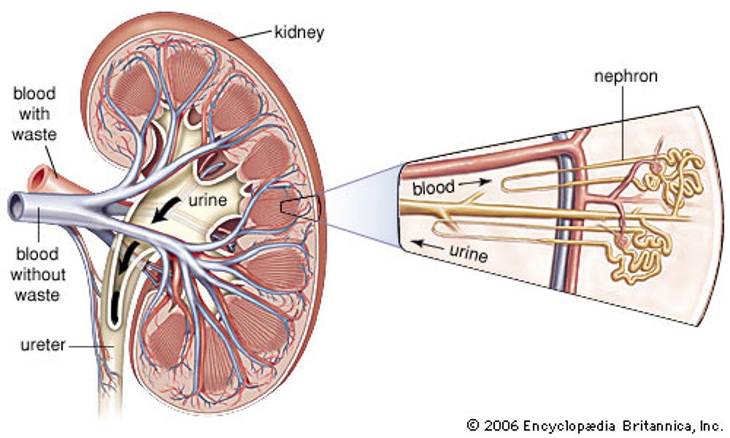 <p>-Cortical nephron = shorter loop (mostly in cortex)<br>-Juxtamedullary nephron = longer loop of Henle (dips down into medulla) --&gt; arguably more important<br>-Cortex contains all Bowman's capsules, proximal/distal tubules (for both types of nephrons)<br>-Medulla contains loops of Henle and collecting ducts</p>