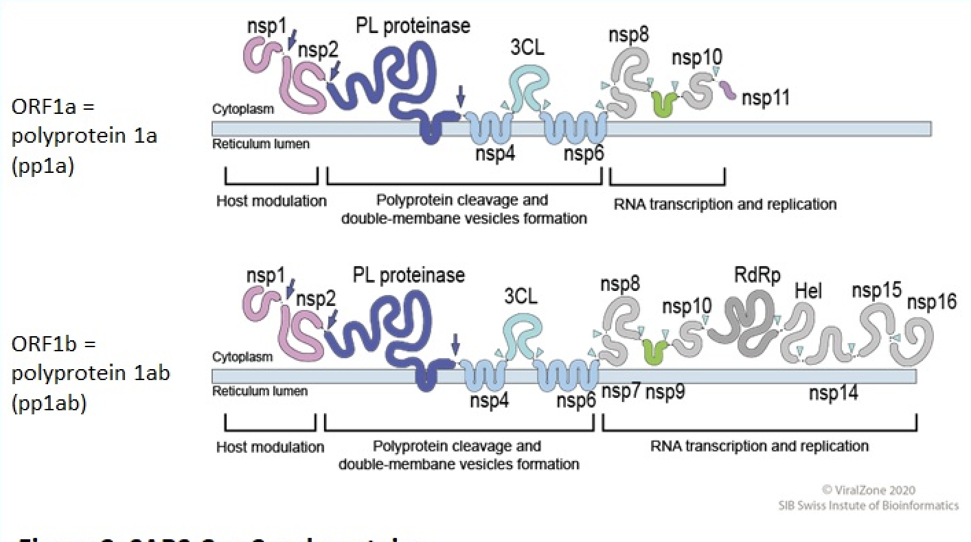 The previous figures are showing the polyprotein 1a and polyprotein 1ab of SARS-CoV-2. What is the name of the protein that is only found in pp1a?

\
Hel

\
NSP11

\
3CL

\
NSP12