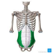 What is the innervation for Internal Oblique?