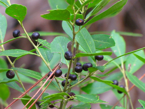 Family: Ericaceae 
Common: sparkleberry 
Range: Native to Coastal Plain, Eastern US
Habitat: dry upland sites, well-drained. Tend to form thickets.
Height: up to 20ft tall
Bark: Tight and smooth, crooked, reddish bark, thin, often covered in lichens
Persistence: Deciduous 
Leaves: Simple & alternate, finely serrated (serrulate) margins, dark green upper, pale green lower, obovate shape, obtuse-acute apex with tiny mucro, obtuse base, pinnate venation, thicker and more leathery than other vacciniums
Fruit/flowers: Urceolate flowers, shiny black berries
Other: Underside venation not pronounced, used as walking sticks but not so much in timber.
Tolerances: low salt, mod fire/flood/drought