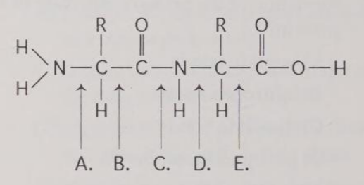 <p>Which bond is closest to the C-terminus of the molecule?</p>