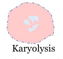 <p>Fading of the nucleus as it loses affinity for hematoxylin </p>