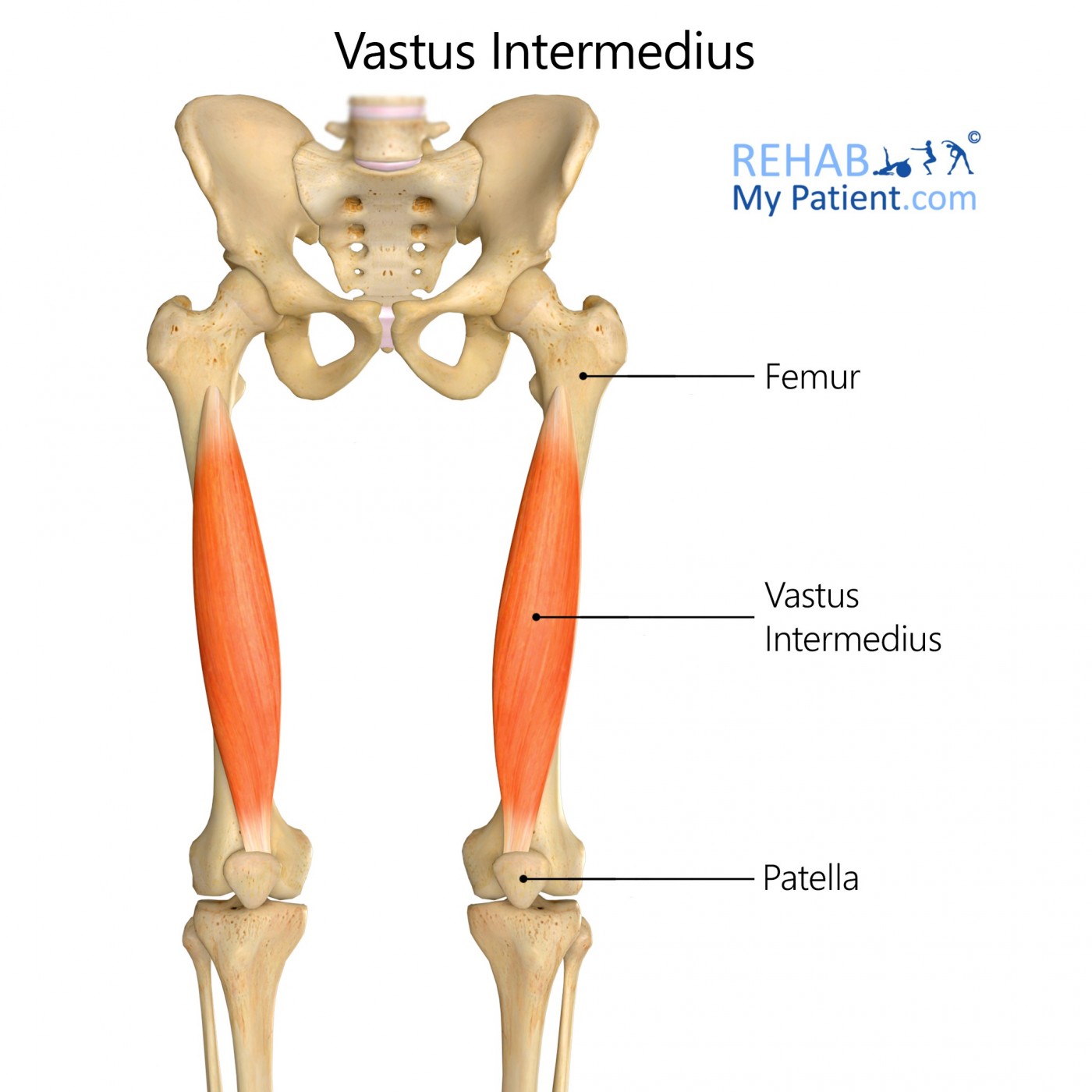<p><strong>Proximal Attachment:</strong></p><p>anterior and lateral surfaces of shaft of femur</p><p><strong>Distal Attachment</strong></p><p>Via common tendinous (quadriceps tendon) and independent attachments to base of patella; indirectly via patellar ligament to tibial tuberosity</p><p><strong>Peripheral Innervation</strong></p><p>femoral</p><p><strong>Segmental Innervation</strong></p><p>L2, L3, L4</p><p><strong>Action</strong></p><p>Knee extension</p>