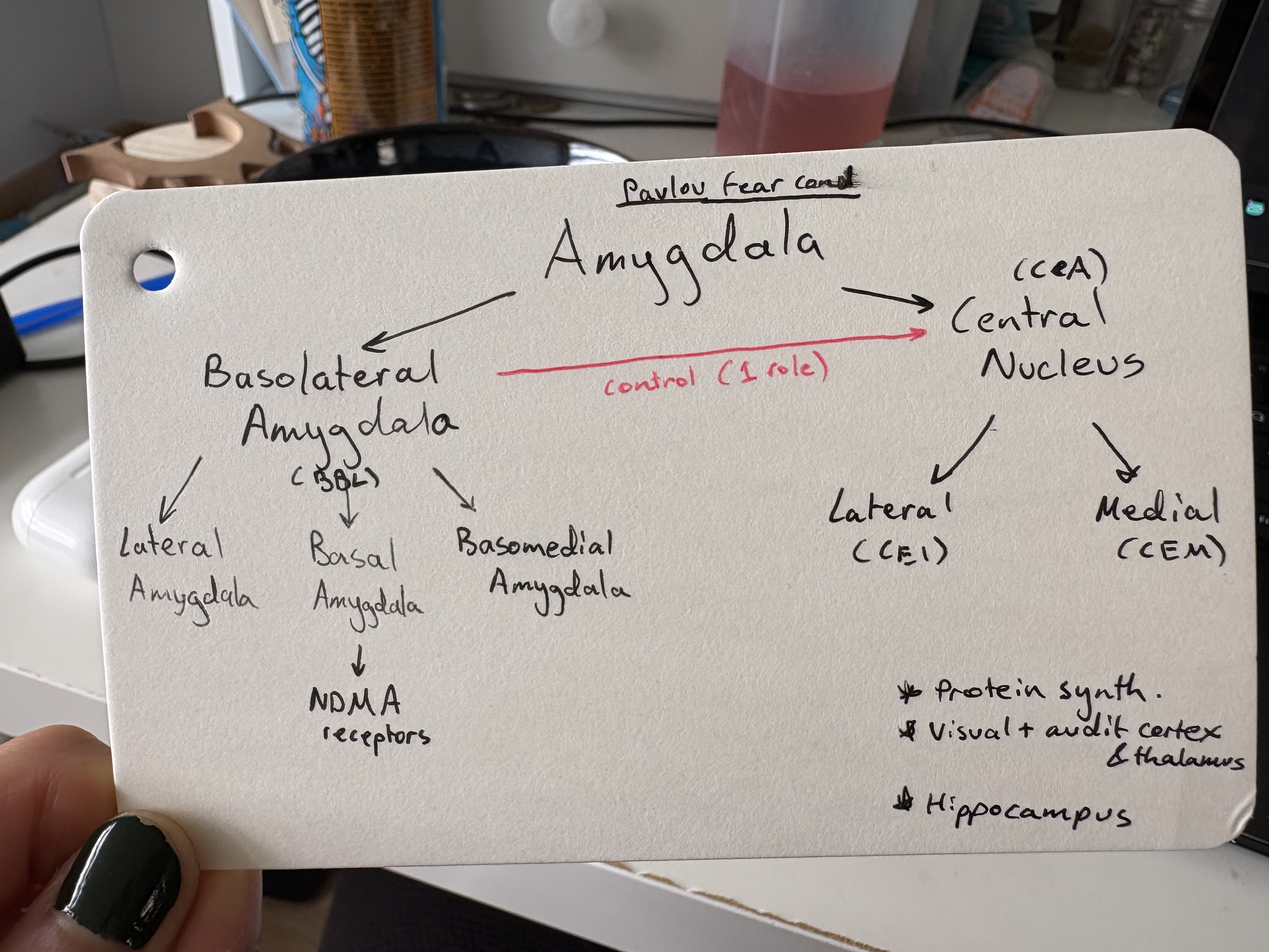 <p>Amygdala (2 subs, 3 and 2 extra sub respectively)</p><p>NDMA receptors</p><p>Protein synth</p><p>Cortex + thalamus (discrete)</p><p>Hippocampus (context)</p>