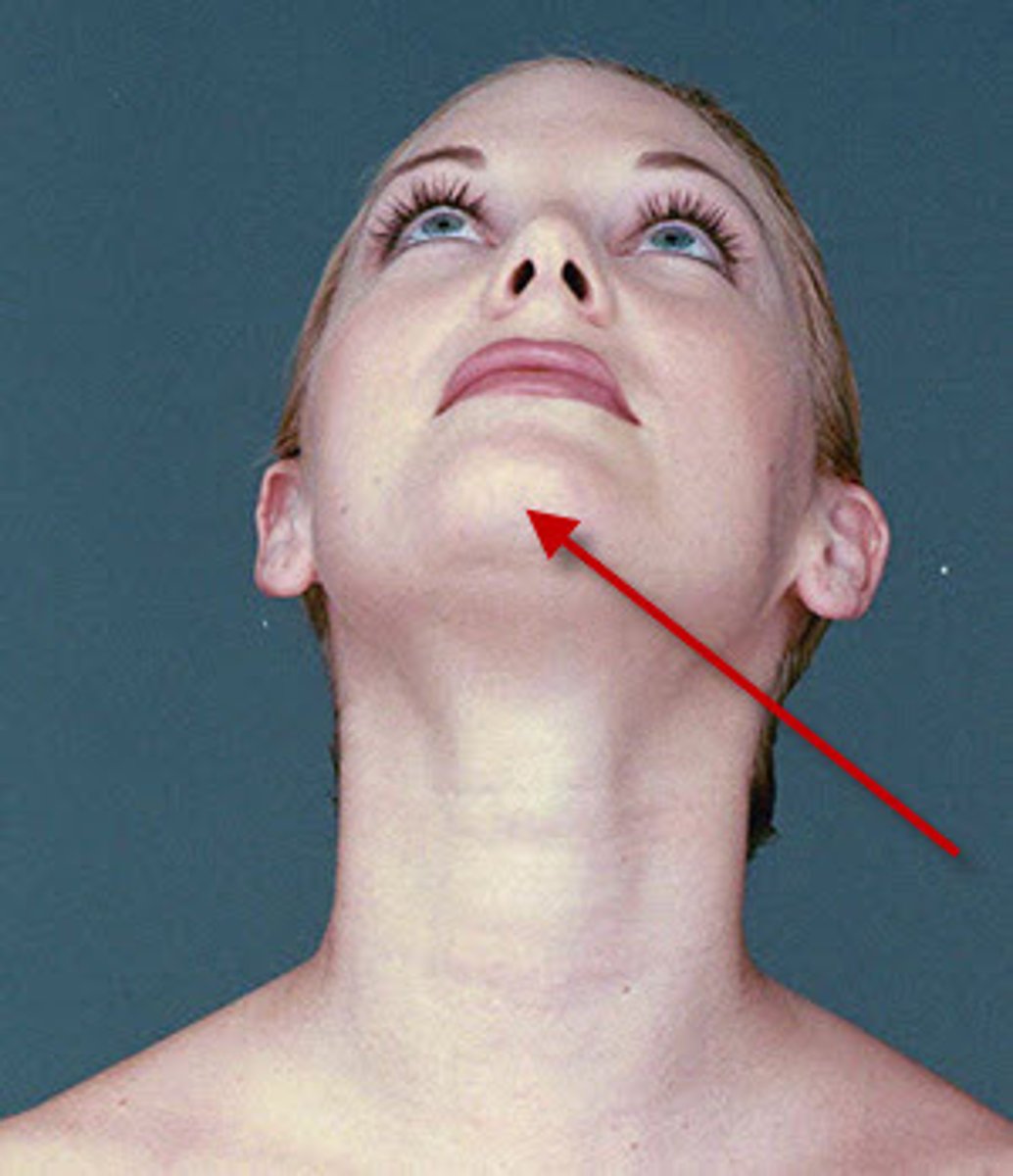 <p>the chin</p>