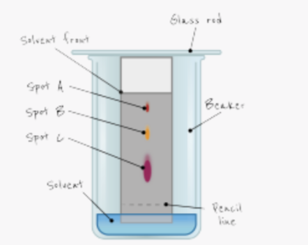 <p>use a pencil line as reference line</p><p>add spots of ink/dye to pencil line</p><p>place filter paper in solvent</p><ul><li><p>make sure solvent level is below pencil line</p></li></ul><p>leave until solvent nearly reaches top of paper</p><p>allow to dry</p><p>furthest dot has the greatest solubility</p><p></p>