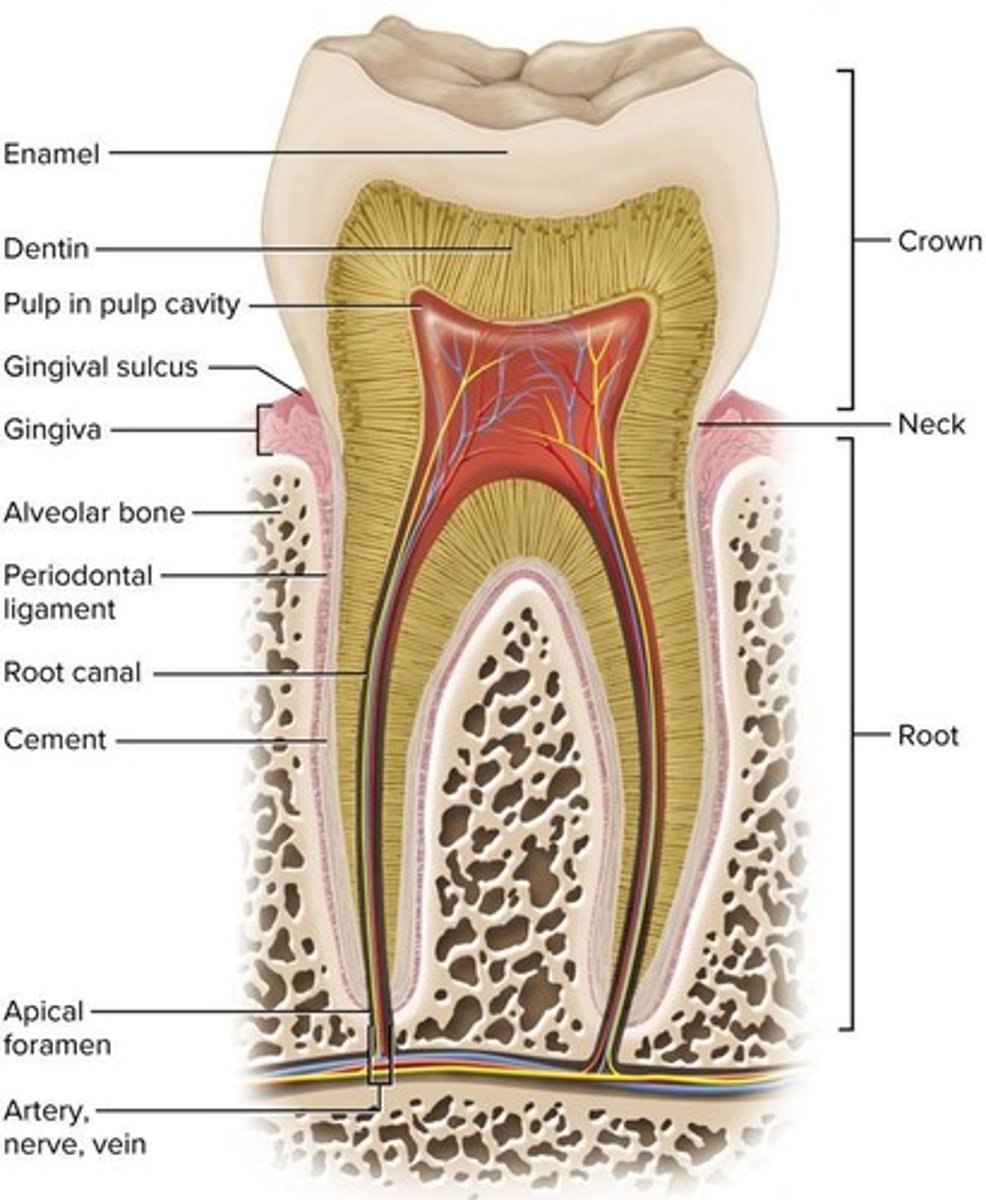 <p>The tooth socket in bone where a tooth is anchored.</p>