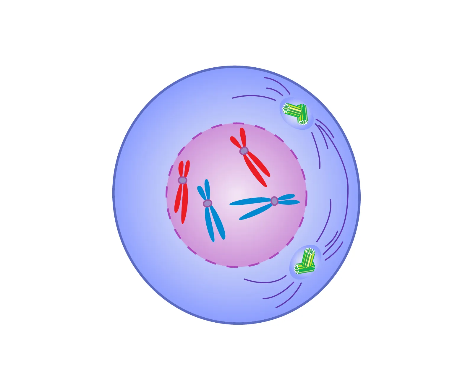 <p>First stage of mitosis, chromosomes condense and become visible, nuclear membrane dissolves, spindle fibers form, and centrioles move to opposite poles of the cell. </p>