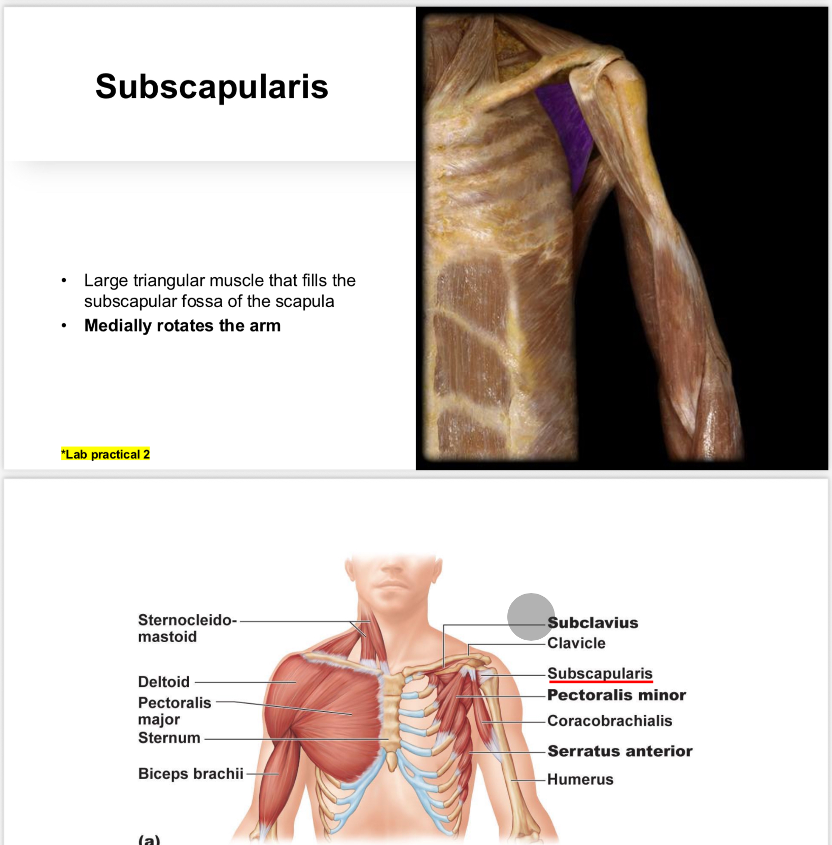 <p>Muscle responsible for medial rotation of the humerus.</p>