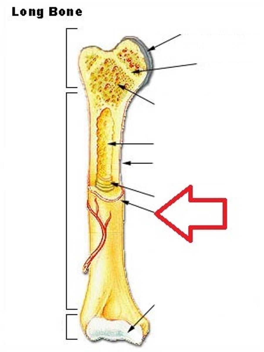 <p>Fibrous membrane which covers the external layer of a bone, except where the epiphysis forms new joints with other bones. Contains blood vessels, nerves, and lymphatic vessels. Ligaments and tendons attach to bones here.</p>