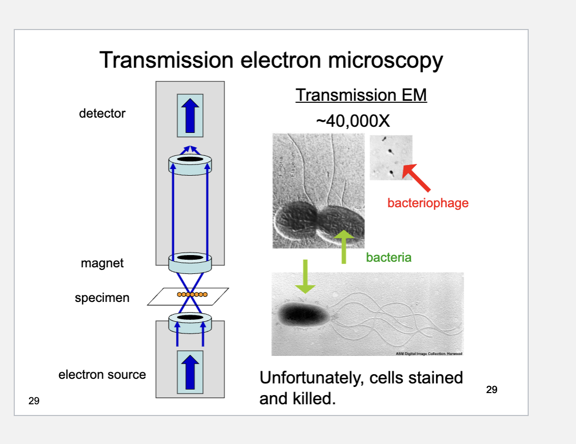 <p><span><span>What does Transmission Electron Microscopy (TEM) use to form an image?</span></span></p>