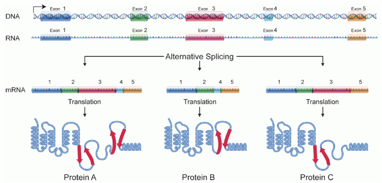<p>a process (in the <strong>nucleus</strong>) where a single pre-mRNA can be <strong>cut and joined</strong> in different ways to produce multiple mRNA <strong>variants</strong> — allowing one gene to make different proteins</p>