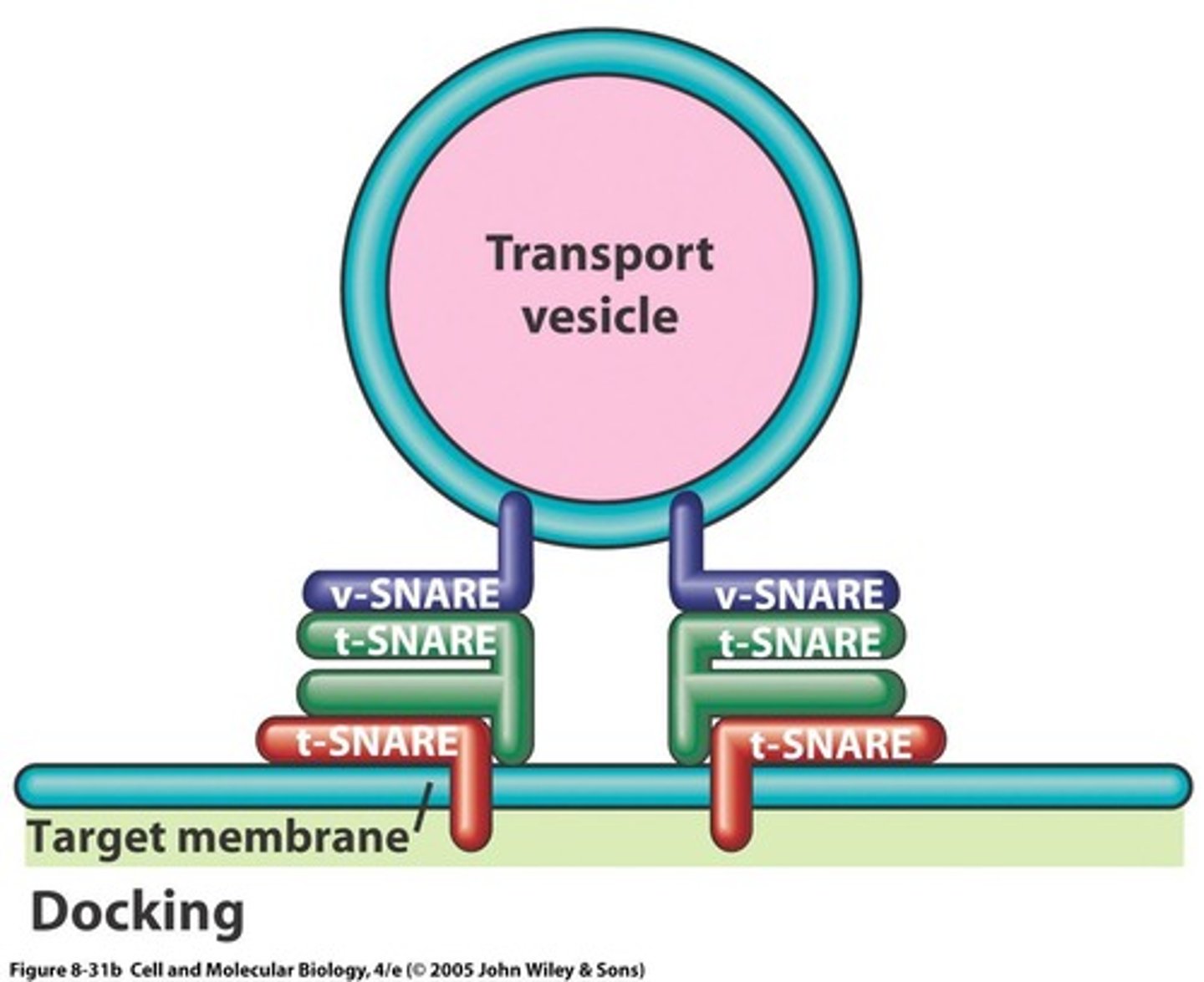 <p>1. Movement towards the target</p><p>2. Tethering by Rabs</p><p>3. Docking with SNAREs</p><p>4. Fusion of membranes.</p>