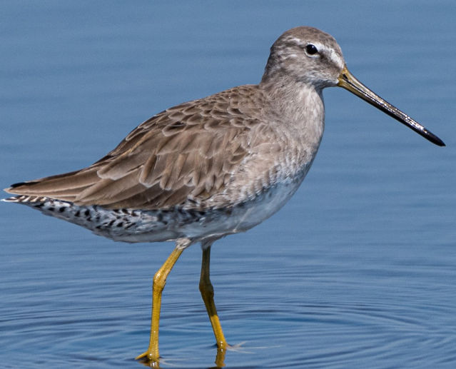 <p>What bird is this?</p>