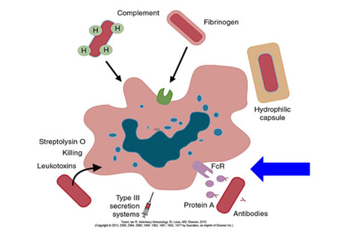 <p>-specifically binds to the Fc region of IgG</p><p>-prevents antibodies to bind to Fc receptor on phagocytic cells or activating classical complement pathway</p><p>-promotes immune suppression!</p>