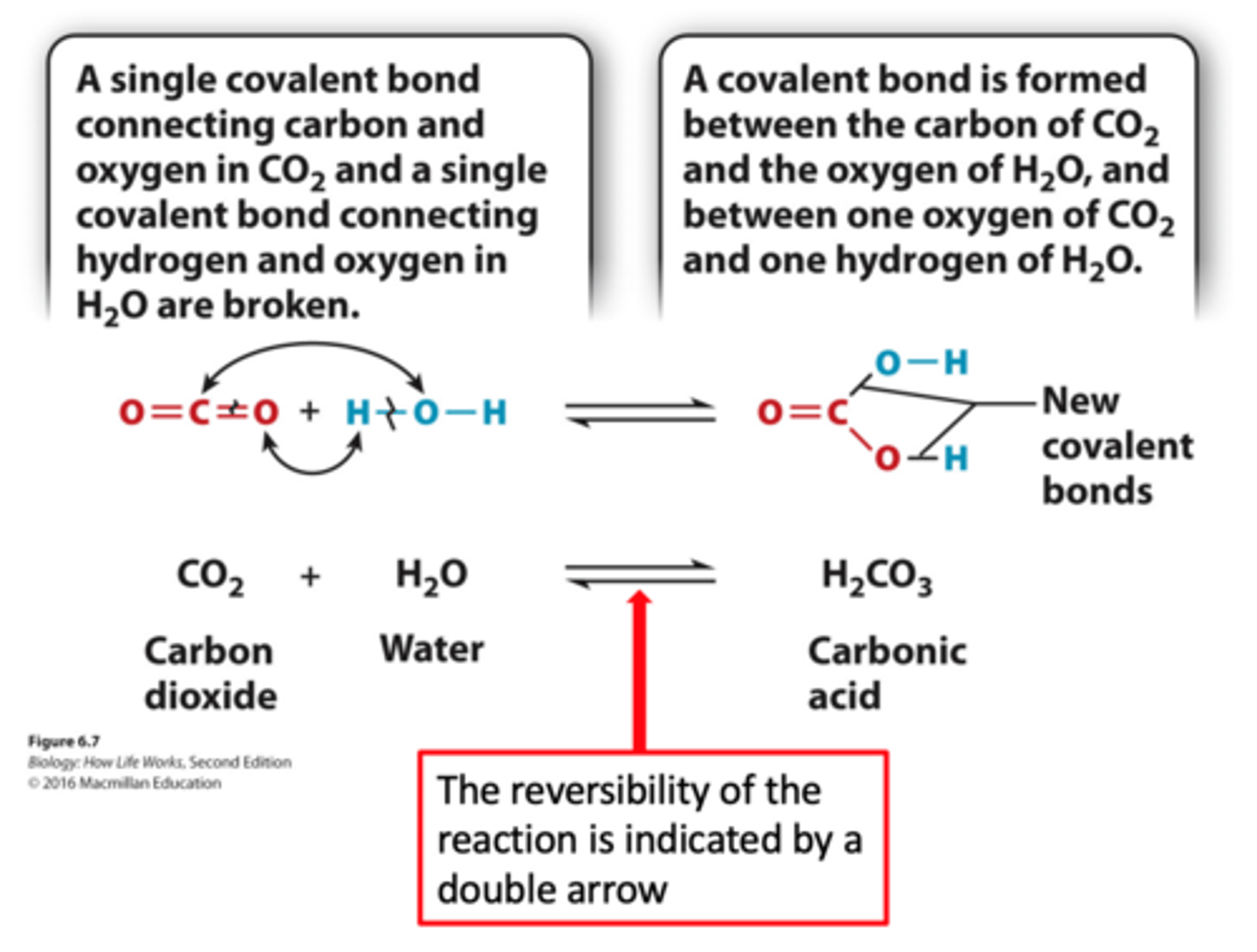 <p>-When chemical reactions occur, bonds between atoms are broken and new bonds are formed. The reversibility of the reaction is indicated by a double arrow <br>-Many chemical reactions in cells are readily reversible.</p>