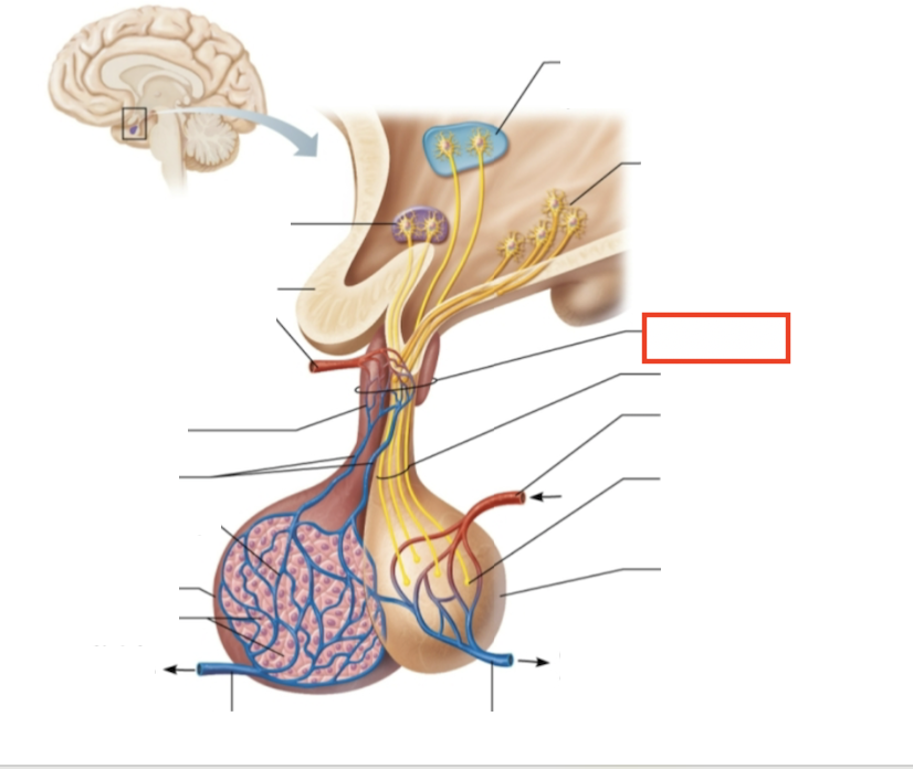 <p>What structure is highlighted?</p>