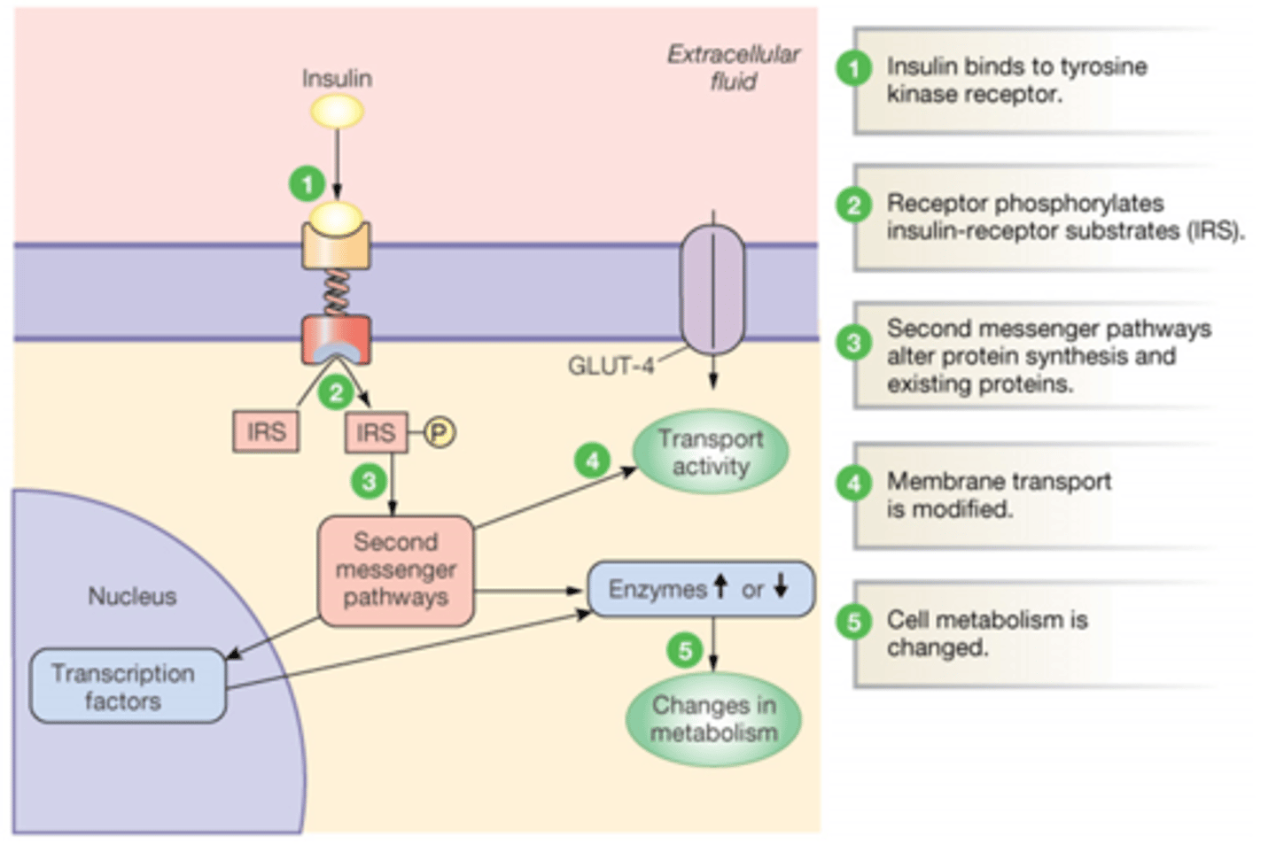 <p>Insulin binds to a tyrosine receptor</p><p>Which changes the shape of the receptor into a dimer which activates second messenger pathways</p><p>2nd messengers: alter protein synthesis and existing proteins</p><p>Metabolism is changed</p>