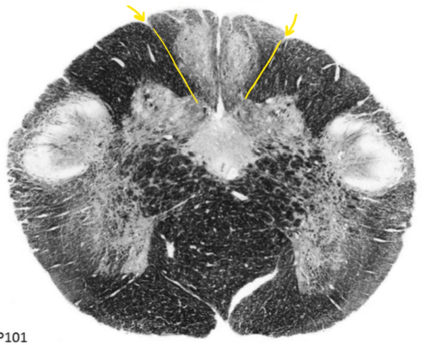 <p>ID the structure</p>