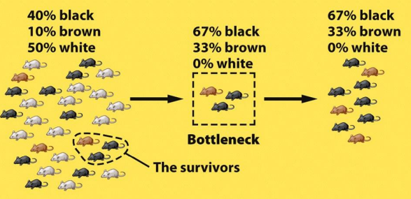 <p>A sharp reduction in population size that results in a loss of genetic diversity due to environmental events or human activities. </p>